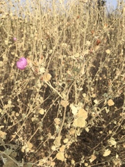 Malacothamnus abbottii