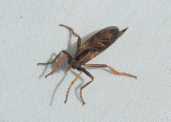 Asilus sericeus