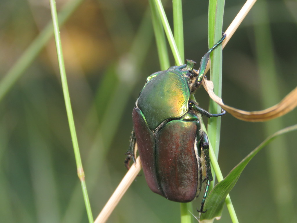Cotinis laticornis