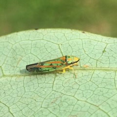 Graphocephala fennahi