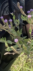 Angiospermae