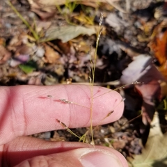 Eragrostis pectinacea pectinacea