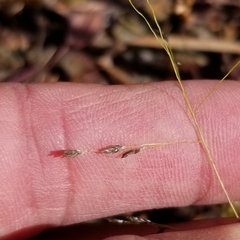 Eragrostis pectinacea pectinacea
