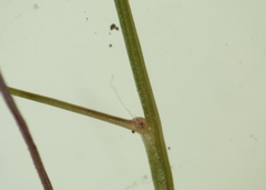 Eragrostis pectinacea pectinacea