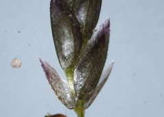 Eragrostis pectinacea pectinacea