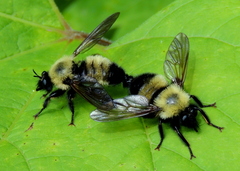 Laphria thoracica