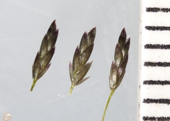 Eragrostis pectinacea pectinacea