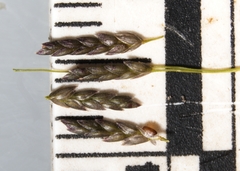 Eragrostis pectinacea pectinacea