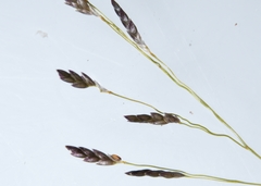 Eragrostis pectinacea pectinacea