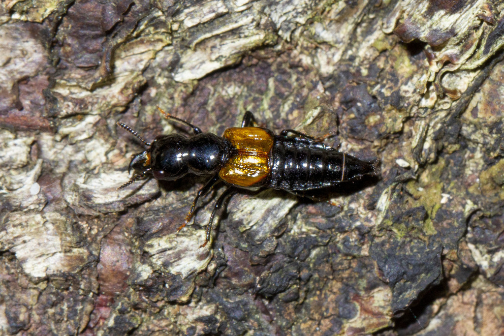 Oxyporus rufipennis