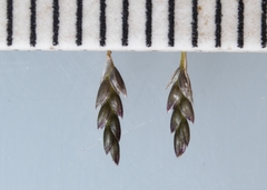Eragrostis pectinacea pectinacea