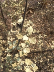 Malacothamnus jonesii