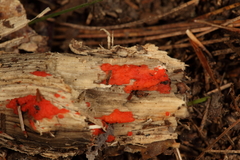 Tulasnella aurantiaca