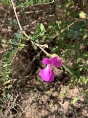 Tephrosia grandiflora