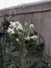 Asclepiadinae