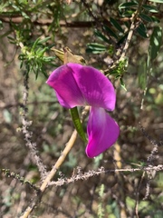 Tephrosia grandiflora
