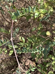 Tephrosia grandiflora