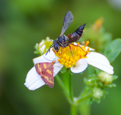 Coelioxys slossoni slossoni