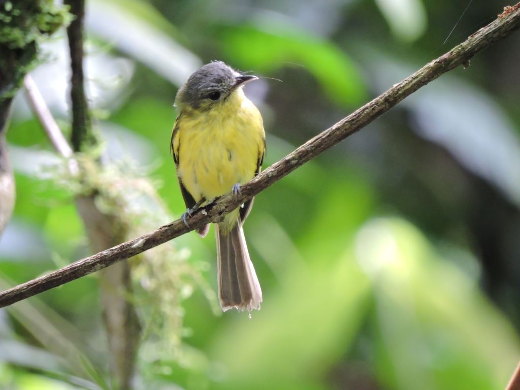 Antioquia Bristle-Tyrant photo