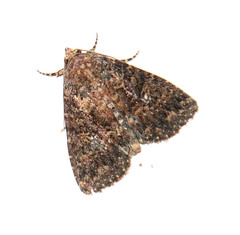 Condicinae