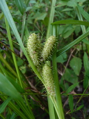 Carex frankii