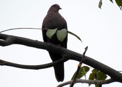 Patagioenas subvinacea