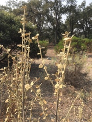 Malacothamnus jonesii