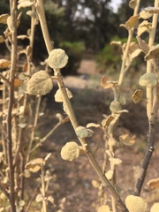 Malacothamnus jonesii