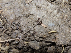 Ponera pennsylvanica