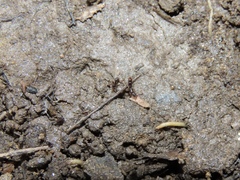 Ponera pennsylvanica