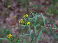 Euthamia graminifolia nuttallii