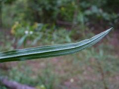 Euthamia graminifolia nuttallii