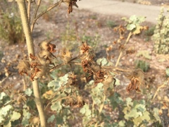 Malacothamnus fremontii cercophorus