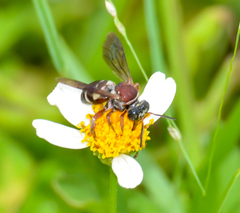 Triepeolus rufithorax