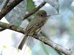 Rhynchocyclus olivaceus