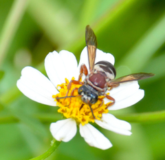 Triepeolus rufithorax