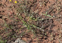 Plagiobothrys canescens