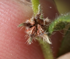 Plagiobothrys canescens