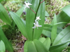 Maianthemum trifolium