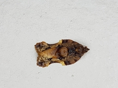 Argyrotaenia citharexylana