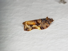 Argyrotaenia citharexylana