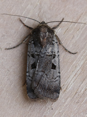 Parabagrotis