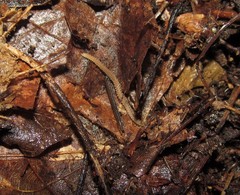 Andrognathus corticarius