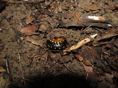 Brachoria hendrixsoni