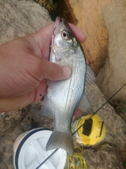 Morone chrysops × saxatilis