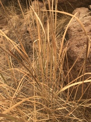 Elymus cinereus