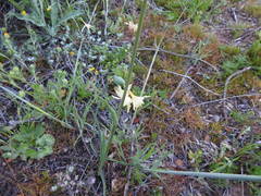 Narcissus triandrus pallidulus