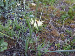 Narcissus triandrus pallidulus