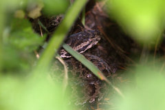 Gloydius himalayanus