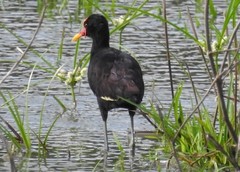 Jacana jacana